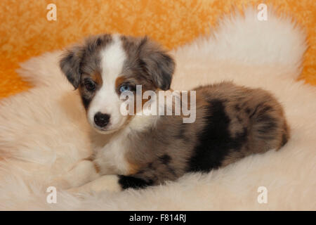 Miniatur australian Shepherd, 6 ½ Wochen alt, Weiblich Stockfoto