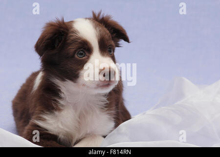 Miniatur australian Shepherd, 7 Wochen alt, Weiblich Stockfoto