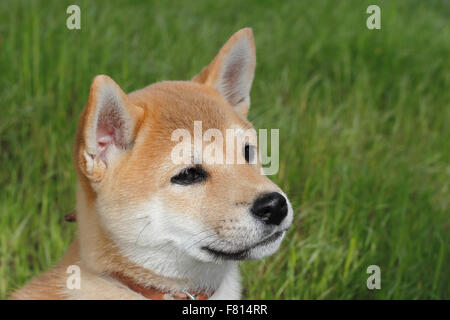 Shiba Inu, Welpe Stockfoto