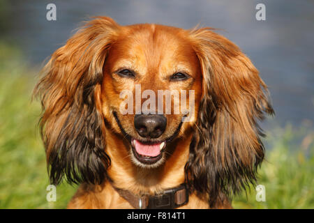 Langhaar Dackel, Männlich Stockfoto