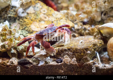 Ein lila Shore Crab (Hemigrapsus Nudus), in einem Aquarium im Shaw Ocean Discovery Centre in Sidney, British Columbia, Kanada. Stockfoto