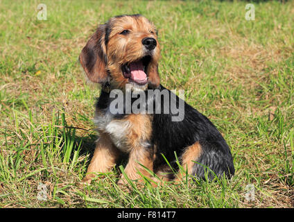 Beagle Terrier vermischt-Rasse, Weiblich, 15 Wochen alt Stockfoto
