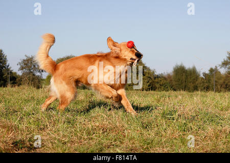 Hovawart, Männlich, 16 Monate alt Stockfoto