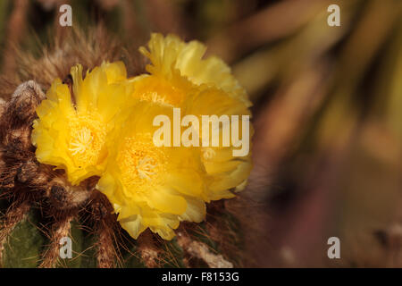 Gelbe Kaktusblüte auf Notocactus Warasii Blüten in einer Wüste in Brasilien Stockfoto