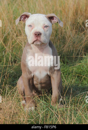 alte englische Bulldogge, Welpen, 12 Wochen alt Stockfoto