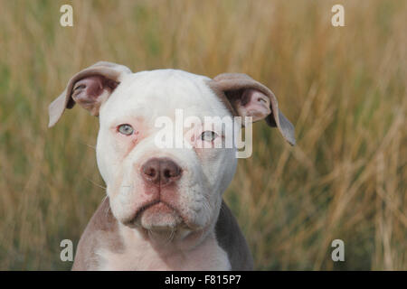 alte englische Bulldogge, Welpen, 12 Wochen alt Stockfoto