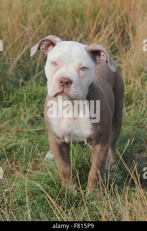 alte englische Bulldogge, Welpen, 12 Wochen alt Stockfoto