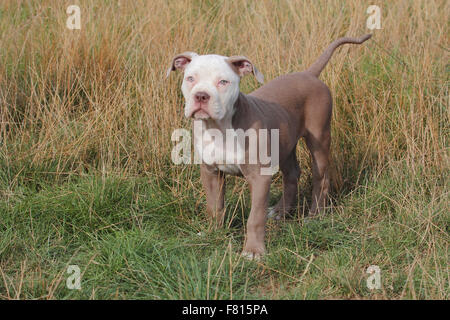 alte englische Bulldogge, Welpen, 12 Wochen alt Stockfoto