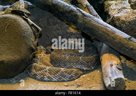 Roten Rattler / westliche Diamant-backed Klapperschlange (Crotalus Ruber) ruhen zusammengerollt unter Holzstapel Lagerfeuer, Nordamerika Stockfoto