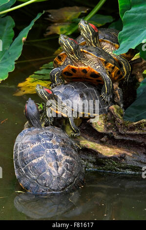 Rot-eared Slider / rot-Schmuckschildkröte Sumpfschildkröten (ist Scripta Elegans / Pseudemys Scripta Elegans) Gruppe ruht auf Log in See Stockfoto