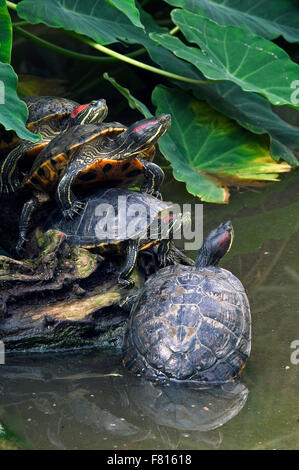 Rot-eared Slider / rot-Schmuckschildkröte Sumpfschildkröten (ist Scripta Elegans / Pseudemys Scripta Elegans) Gruppe ruht auf Log in See Stockfoto