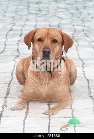Labrador Retriever Hund schwimmen, Männlich Stockfoto