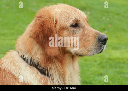 Golden Retriever in herbstlichen Blättern, männliche Stockfoto