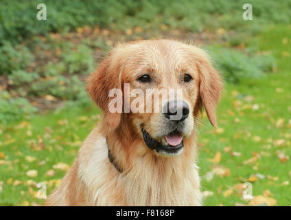 Golden Retriever in herbstlichen Blättern, männliche Stockfoto