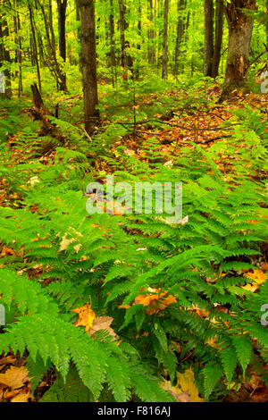 Farne im Wald entlang Beaver Lodge Trail, Ottawa National Forest, Michigan Stockfoto