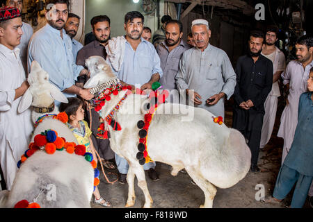 PESHAWAR, PAKISTAN, 23 Sep 2015: Anbieter verkaufen gesunde Schafe 200-250 kg Schaf für Eid adha.people sind besuchen Sie einfach um zu sehen, die schöne Schafe Stockfoto