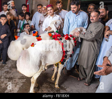 PESHAWAR, PAKISTAN, 23 Sep 2015: Anbieter verkaufen gesunde Schafe 200-250 kg Schaf für Eid adha.people sind besuchen Sie einfach um zu sehen, die schöne Schafe Stockfoto