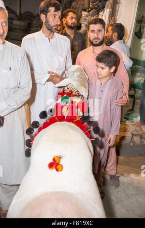 PESHAWAR, PAKISTAN, 23 Sep 2015: Anbieter verkaufen gesunde Schafe 200-250 kg Schaf für Eid adha.people sind besuchen Sie einfach um zu sehen, die schöne Schafe Stockfoto