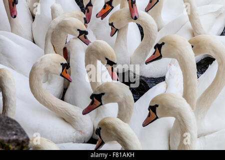 Schwäne auf der Themse bei Windsor, Windsor, Berkshire, Großbritannien Stockfoto