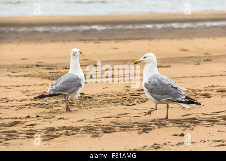 Zwei Möwen am Strand, Zandvoort, Niederlande Stockfoto