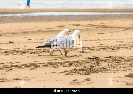 Zwei Möwen am Strand, Zandvoort, Niederlande Stockfoto