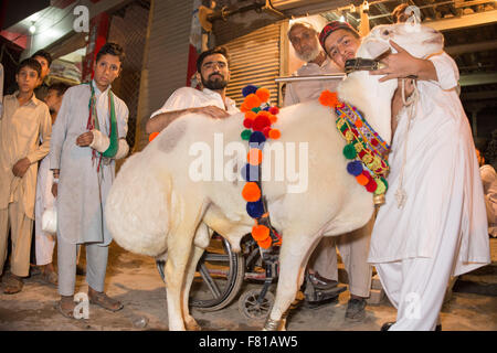 PESHAWAR, PAKISTAN, 23 Sep 2015: Anbieter verkaufen gesunde Schafe 200-250 kg Schaf für Eid adha.people sind besuchen Sie einfach um zu sehen, die schöne Schafe Stockfoto