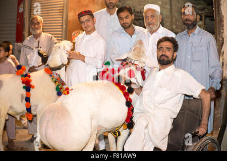 PESHAWAR, PAKISTAN, 23 Sep 2015: Anbieter verkaufen gesunde Schafe 200-250 kg Schaf für Eid adha.people sind besuchen Sie einfach um zu sehen, die schöne Schafe Stockfoto