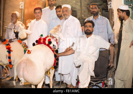 PESHAWAR, PAKISTAN, 23 Sep 2015: Anbieter verkaufen gesunde Schafe 200-250 kg Schaf für Eid adha.people sind besuchen Sie einfach um zu sehen, die schöne Schafe Stockfoto