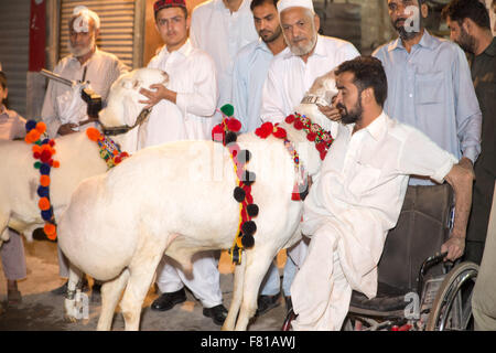 PESHAWAR, PAKISTAN, 23 Sep 2015: Anbieter verkaufen gesunde Schafe 200-250 kg Schaf für Eid adha.people sind besuchen Sie einfach um zu sehen, die schöne Schafe Stockfoto