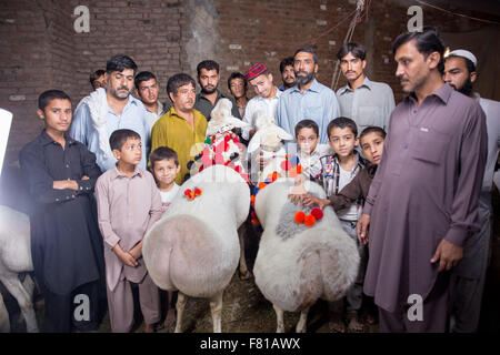 PESHAWAR, PAKISTAN, 23 Sep 2015: Anbieter verkaufen gesunde Schafe 200-250 kg Schaf für Eid adha.people sind besuchen Sie einfach um zu sehen, die schöne Schafe Stockfoto