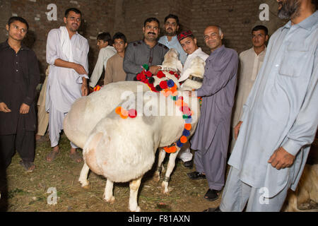 PESHAWAR, PAKISTAN, 23 Sep 2015: Anbieter verkaufen gesunde Schafe 200-250 kg Schaf für Eid adha.people sind besuchen Sie einfach um zu sehen, die schöne Schafe Stockfoto