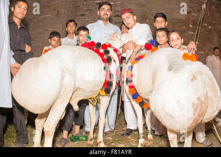 PESHAWAR, PAKISTAN, 23 Sep 2015: Anbieter verkaufen gesunde Schafe 200-250 kg Schaf für Eid adha.people sind besuchen Sie einfach um zu sehen, die schöne Schafe Stockfoto