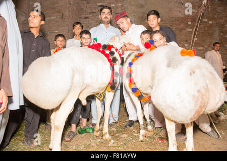 PESHAWAR, PAKISTAN, 23 Sep 2015: Anbieter verkaufen gesunde Schafe 200-250 kg Schaf für Eid adha.people sind besuchen Sie einfach um zu sehen, die schöne Schafe Stockfoto