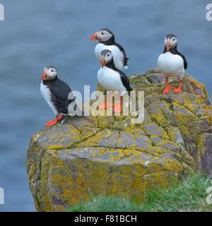 Papageitaucher (Fratercula Arctica) auf Felsen, Borgarfjördur, Island Stockfoto