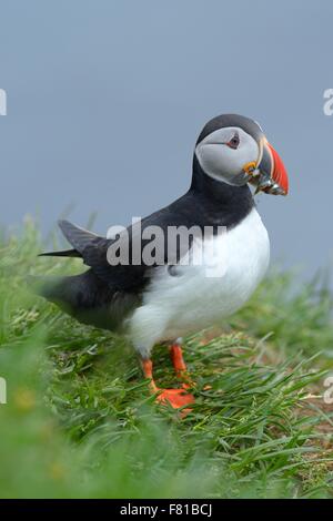 Papageitaucher (Fratercula Arctica) mit Fisch im Schnabel, Borgarfjördur, Island Stockfoto