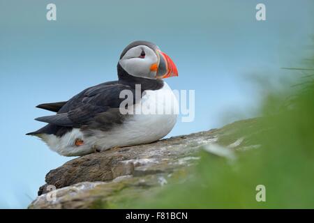 Papageitaucher (Fratercula Arctica), sitzen auf Stein, Borgarfjördur, Island Stockfoto