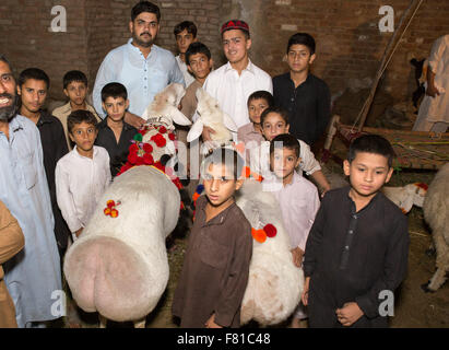 PESHAWAR, PAKISTAN, 23 Sep 2015: Anbieter verkaufen gesunde Schafe 200-250 kg Schaf für Eid adha.people sind besuchen Sie einfach um zu sehen, die schöne Schafe Stockfoto