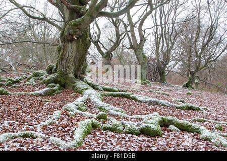 Europäische Buche (Fagus Sylvatica) mit Schnee bedeckten Wurzeln, Halloh, Albertshausen, Nord-Hessen, Deutschland Stockfoto