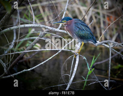 Grün-Reiher (Butorides Virescens), Everglades. Stockfoto