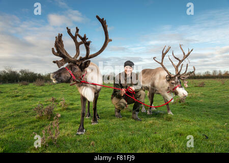 Barton, Cambridgeshire, Großbritannien.  4. Dezember 2015, übt Alex Smith Rentiere auf Vogels Hof, Barton Cambridgeshire UK. Sie sind von der Cairngorm-Herde in Schottland, Großbritanniens einzige freilebenden Rentier Herde. Sie sind eine der fünf Teams aus der Herde tourt das Vereinigte Königreich, die an Veranstaltungen zu Weihnachten. Sie verbringen den Rest des Jahres leben Wild in den Cairngorm Mountains. Die Rentiere sind Elche, Kips, Parfa, Svalbard, Monty und Wolmond genannt. Bildnachweis: Julian Eales/Alamy Live-Nachrichten Stockfoto