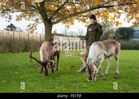 Barton, Cambridgeshire, Großbritannien.  4. Dezember 2015, übt Alex Smith Rentiere auf Vogels Hof, Barton Cambridgeshire UK. Sie sind von der Cairngorm-Herde in Schottland, Großbritanniens einzige freilebenden Rentier Herde. Sie sind eine der fünf Teams aus der Herde tourt das Vereinigte Königreich, die an Veranstaltungen zu Weihnachten. Sie verbringen den Rest des Jahres leben Wild in den Cairngorm Mountains. Die Rentiere sind Elche, Kips, Parfa, Svalbard, Monty und Wolmond genannt. Kredit Julian Eales/Alamy Live-Nachrichten Stockfoto