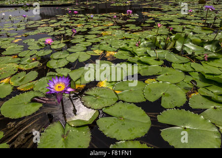 Nymphaea Nouchali, blaue Sterne Seerose Stockfoto