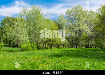 Grüne Landschaft mit blühenden Wiese und spring grove Stockfoto