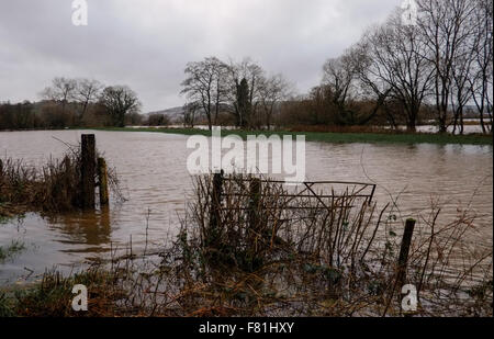 Süd-Wales, UK. 4. Dezember 2015. Längeren Regen fällt an gesättigten Land verlassen hat, tief liegende landwirtschaftliche Flächen überflutet. Der Fluss Towy platzt seine Ufer überschwemmen umliegende Farmland in der Nähe von Carmarthen, South Wales, UK. Von B4300 betrachtet. Bildnachweis: Algis Motuza/Alamy Live-Nachrichten Stockfoto