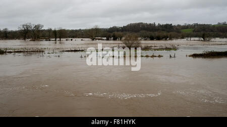 Süd-Wales, UK. 4. Dezember 2015. Längeren Regen fällt an gesättigten Land verlassen hat, tief liegende landwirtschaftliche Flächen überflutet. Der Fluss Towy platzt seine Ufer überschwemmen umliegende Farmland in der Nähe von Carmarthen, South Wales, UK. Von B4300 betrachtet. Bildnachweis: Algis Motuza/Alamy Live-Nachrichten Stockfoto