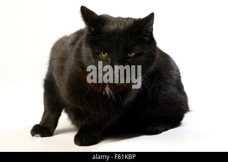 Schwarze Katze in verschiedenen Positionen. Stockfoto