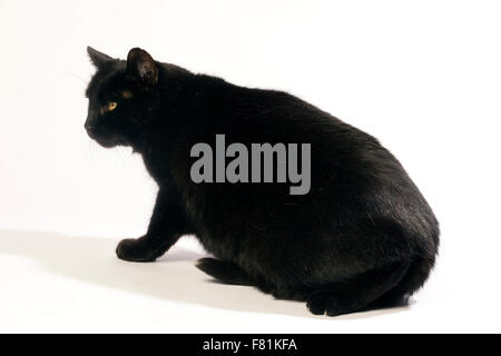 Schwarze Katze in verschiedenen Positionen. Stockfoto