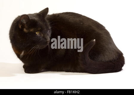 Schwarze Katze in verschiedenen Positionen. Stockfoto