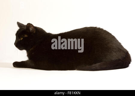 Schwarze Katze in verschiedenen Positionen. Stockfoto