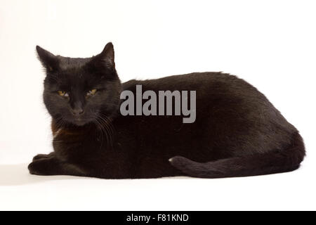 Schwarze Katze in verschiedenen Positionen. Stockfoto